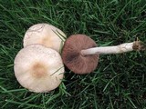 Agaricus micromegethus image