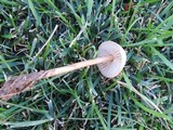 Marasmius oreades image