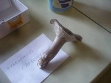 Hygrophorus atramentosus image