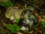 Tricholoma saponaceum var. squamosum image