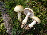 Cortinarius cephalixus image