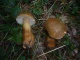 Gyroporus castaneus image