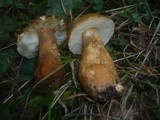 Gyroporus castaneus image