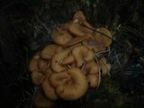 Lentinellus cochleatus image