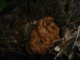 Lentinellus cochleatus image