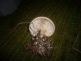 Lepista flaccida image