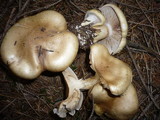 Cortinarius cephalixus image