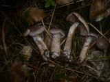 Cortinarius spilomeus image