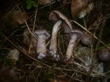 Cortinarius spilomeus image