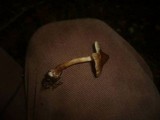 Inocybe assimilata image