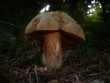 Boletus erythropus image