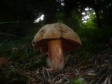 Boletus erythropus image