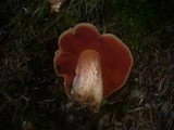 Boletus erythropus image