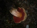Boletus erythropus image