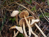 Cortinarius acutovelatus image
