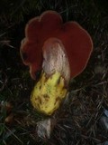 Boletus erythropus image