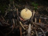 Boletus erythropus image