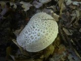 Amanita echinocephala image