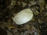 Amanita echinocephala image