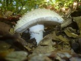 Amanita echinocephala image