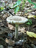 Amanita cinereoconia image