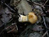 Cortinarius cliduchus image