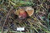 Boletus frustosus image
