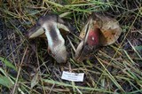 Boletus frustosus image