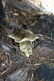 Tricholoma saponaceum image