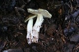 Tricholoma saponaceum image