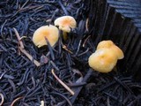 Chrysomphalina aurantiaca image