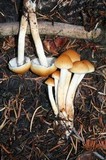 Hypholoma capnoides image