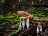 Cortinarius collinitus image