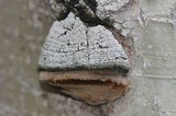 Phellinus igniarius image