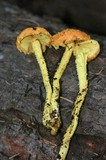 Pholiota flammans image
