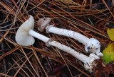 Amanita porphyria image