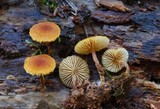 Pholiota granulosa image