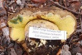 Boletus frustosus image