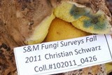 Boletus frustosus image
