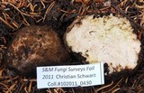 Geopora cooperi image