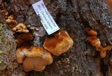 Ischnoderma benzoinum image