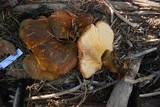 Tapinella atrotomentosa image