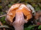 Inocybe cinnamomea image