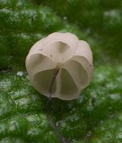 Marasmius limosus image
