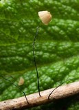 Marasmius limosus image