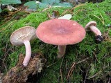 Lactarius rufus image