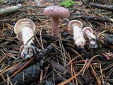 Lactarius rufus image