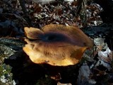 Royoporus badius image