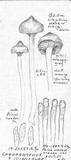 Chroogomphus vinicolor image