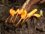 Mitrula elegans image